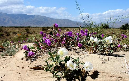 Ridgecrest's Annual Wildflower Festival